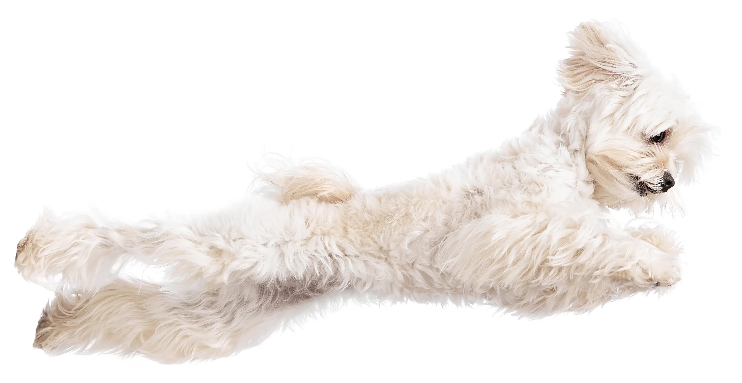 vanderhinch-vets-home-reviews